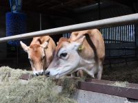 Open Dag Hoeve Paradij Zorgboerderij Hoeve Paradij