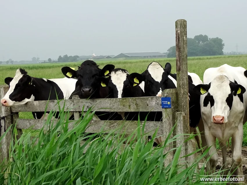 Natuurinclusief ondernemen Melkveehouders