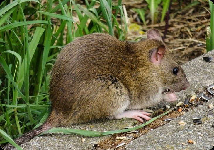 Beestjes Kwijt ongediertebestrijders waarschuwing rat in tuin