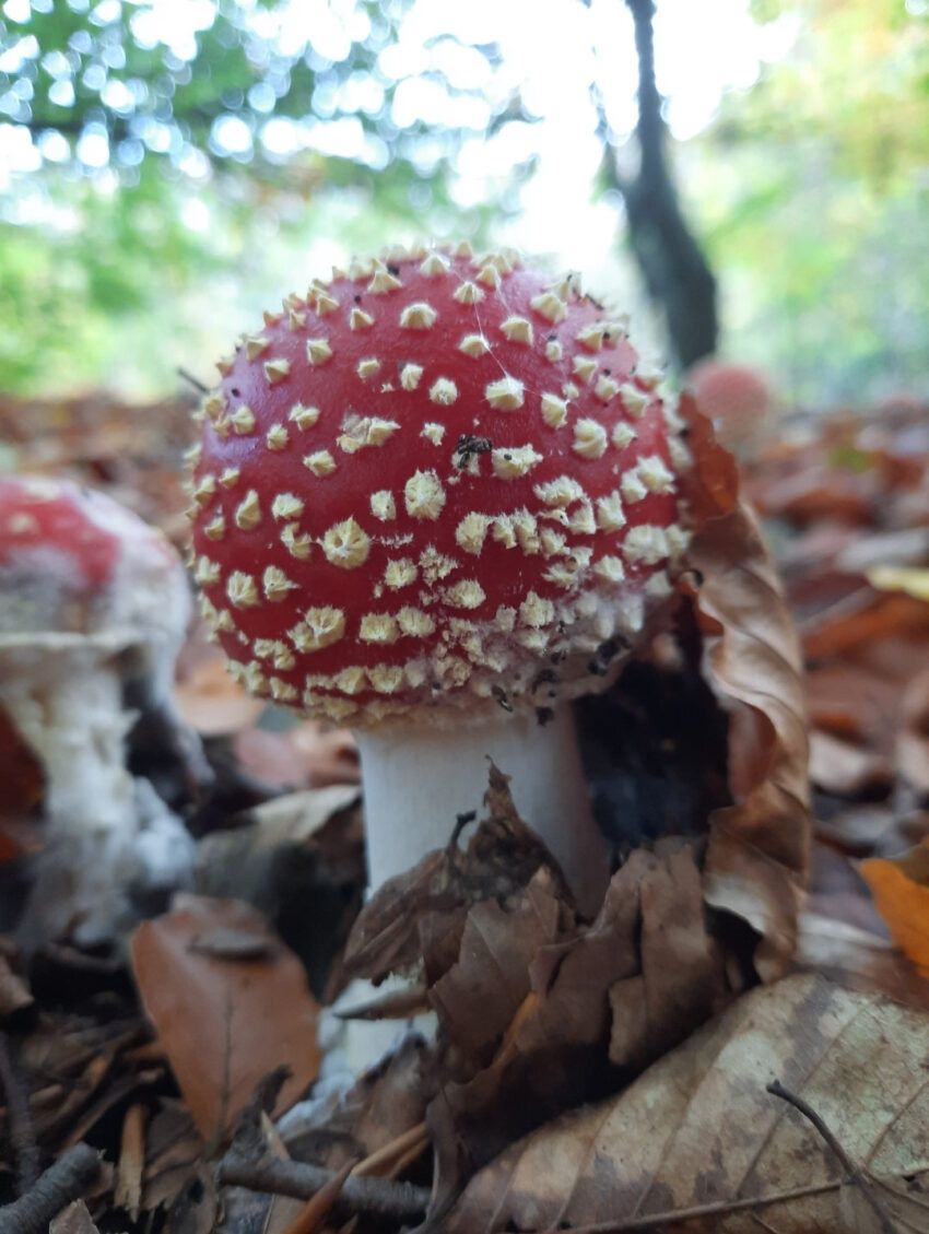 Speuren naar paddenstoelen in Trimunt